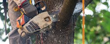 Ruidoso, NM Tree Care Company