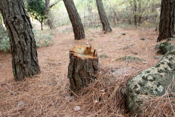 Tree and Shrub Care in Ruidoso, NM